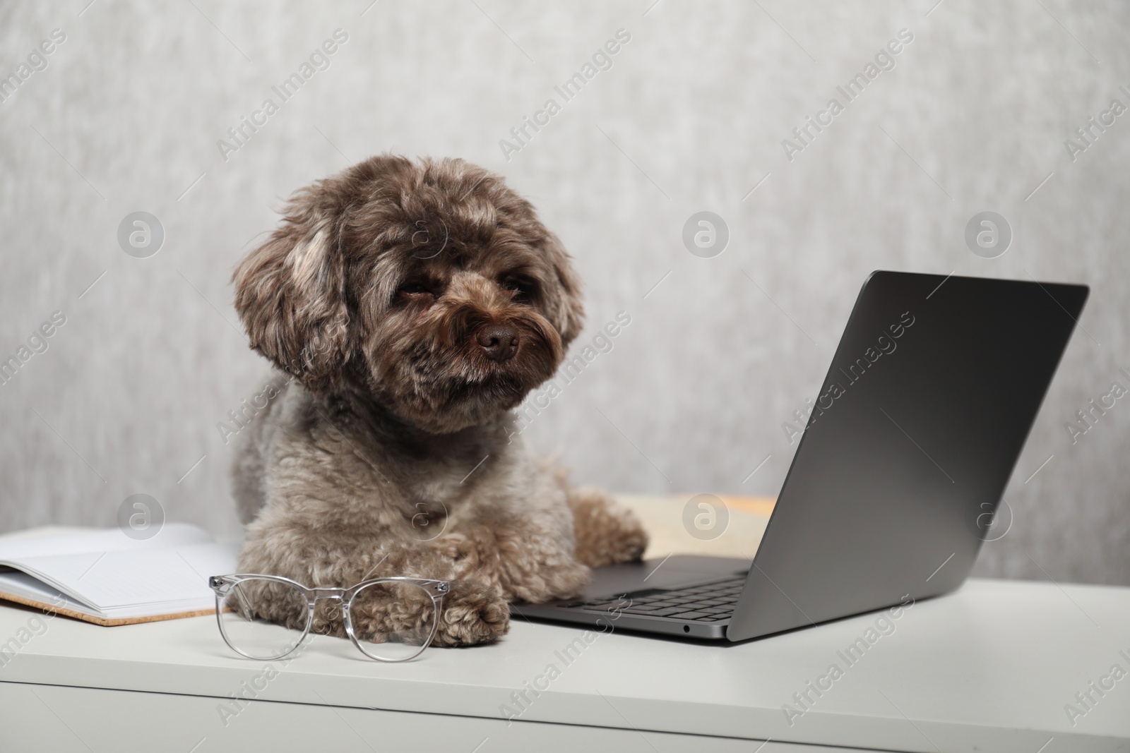 Photo of Cute Maltipoo dog on desk with laptop and glasses indoors