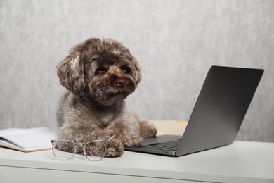 Photo of Cute Maltipoo dog on desk with laptop and glasses indoors