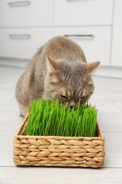 Cute cat eating fresh green grass on floor indoors