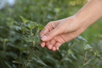 Photo of Woman touching leaves on plant in garden, closeup