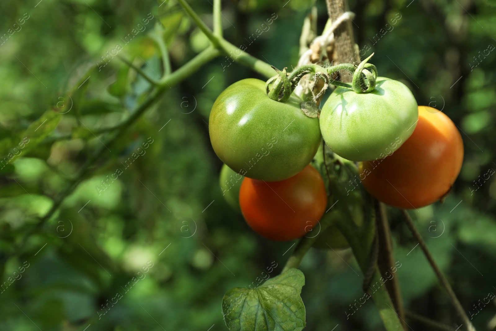 Photo of Ripening tomatoes on bush outdoors, closeup. Space for text