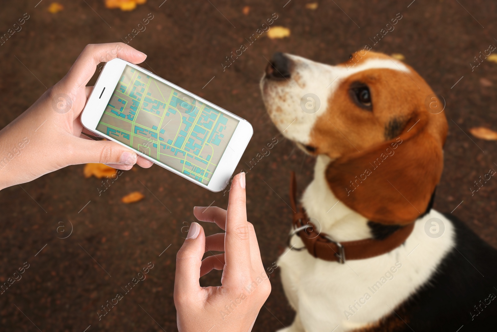 Image of Application to find pet by identification chip. Woman using smartphone near dog with collar outdoors, closeup