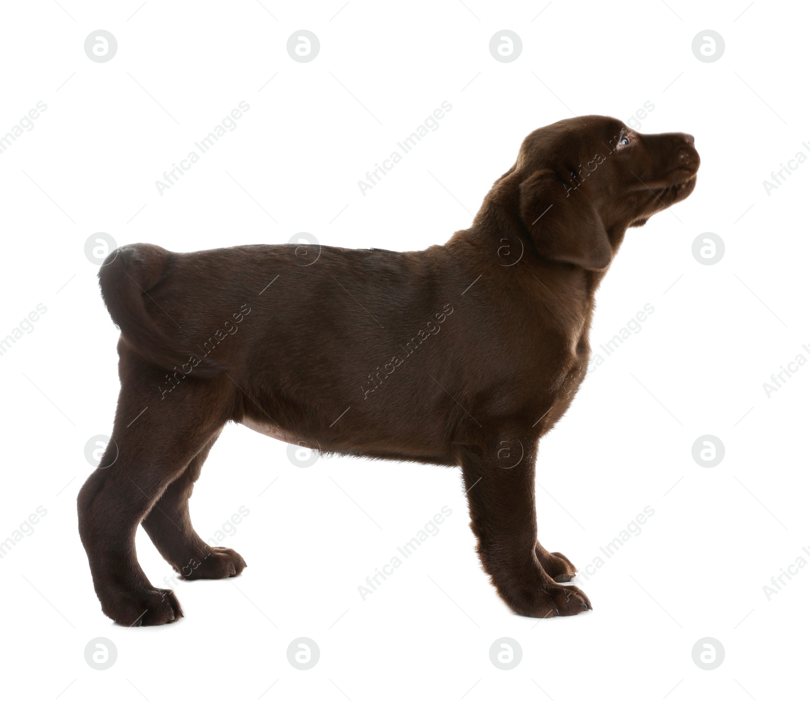 Photo of Chocolate Labrador Retriever puppy on white background