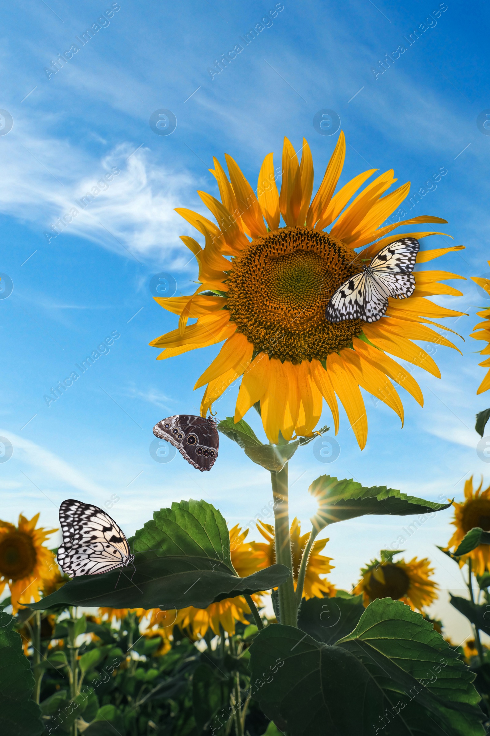 Image of Beautiful butterflies flying near sunflower in field on sunny day, closeup