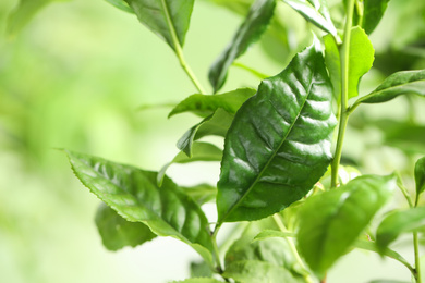 Green leaves of tea plant on blurred background, closeup. Space for text