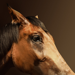 Image of Bay pet horse on brown background, closeup view