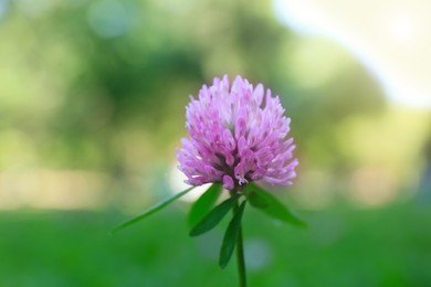 Photo of Beautiful violet clover flower on blurred background, closeup