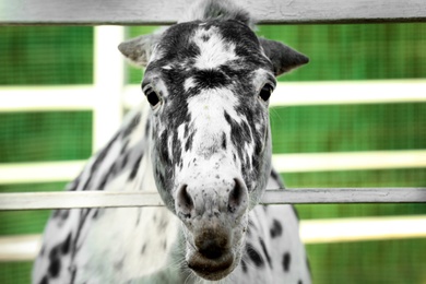 Photo of Dapple grey miniature horse at fence outdoors