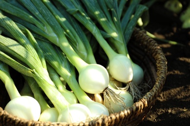Photo of Wicker bowl with fresh green onions outdoors, closeup