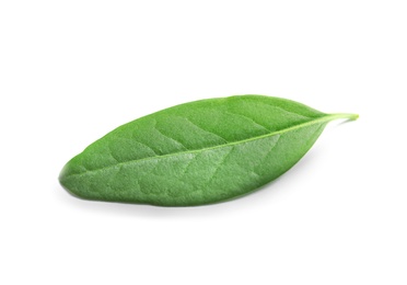 Photo of Beautiful spring green leaf on white background