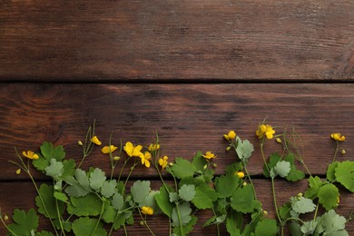 Celandine with yellow flowers and green leaves on wooden table, flat lay. Space for text