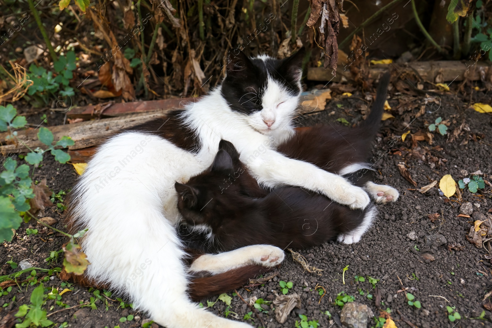 Photo of Cute fluffy cats resting at backyard outdoors