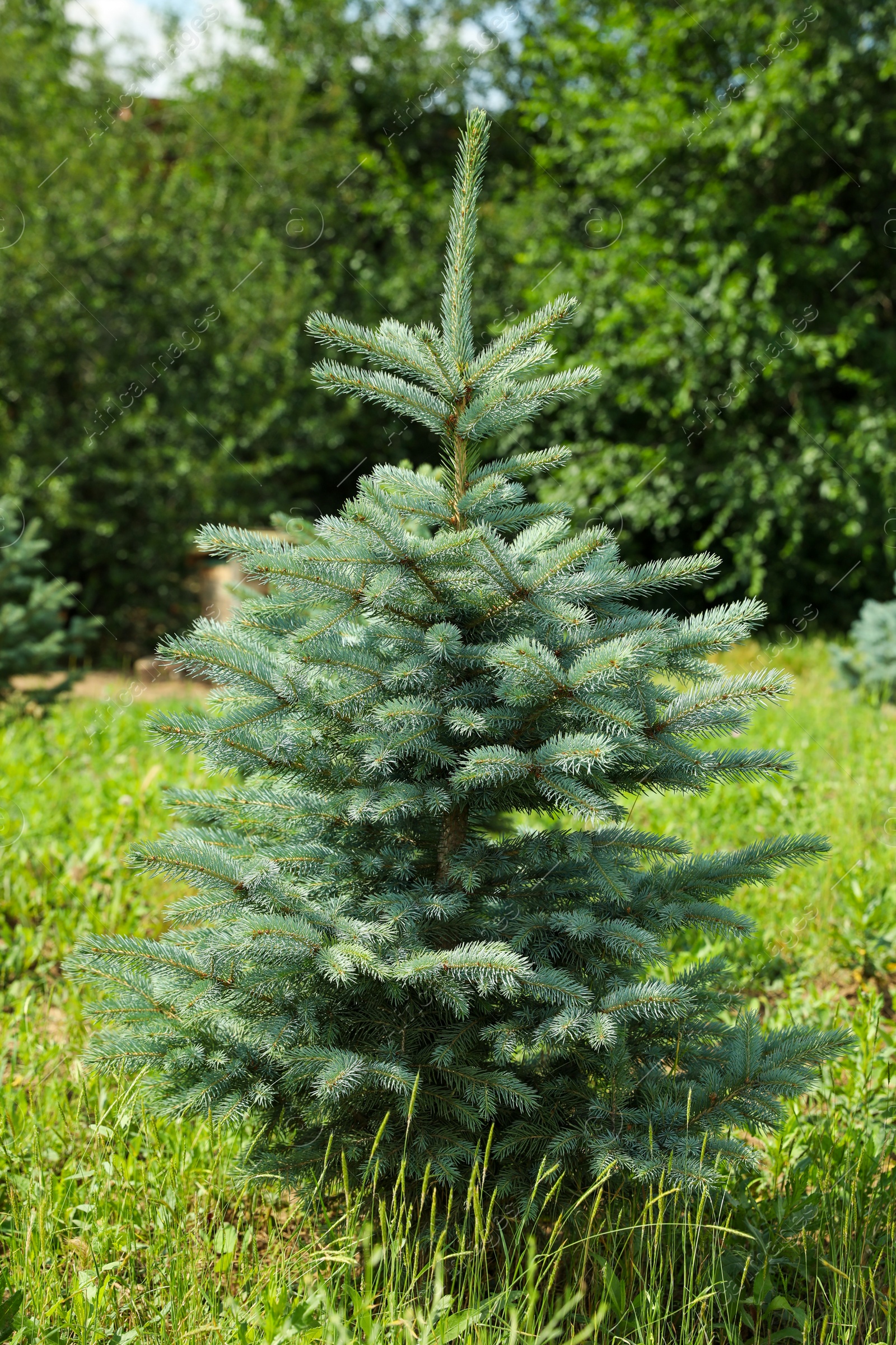 Photo of Young blue spruce tree growing outdoors. Planting and gardening