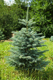 Young blue spruce tree growing outdoors. Planting and gardening