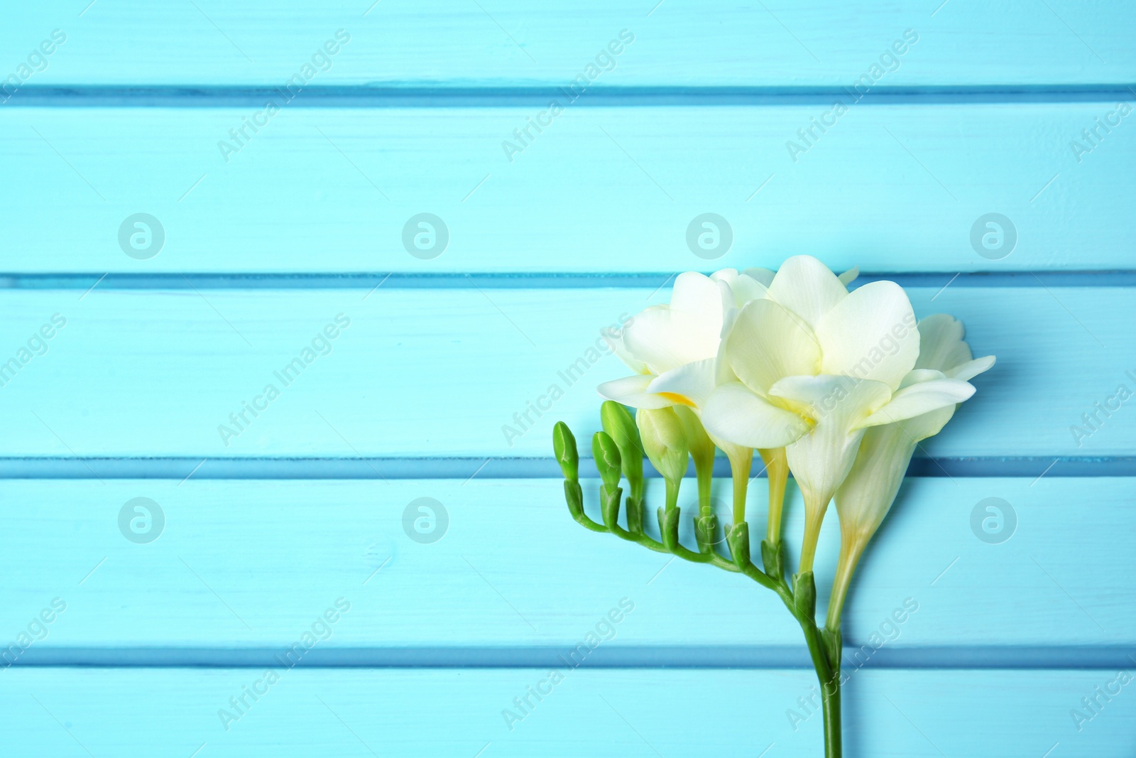 Photo of Beautiful freesia on wooden background