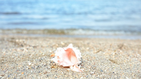 Photo of Beautiful starfish on sand near sea, space for text. Beach object