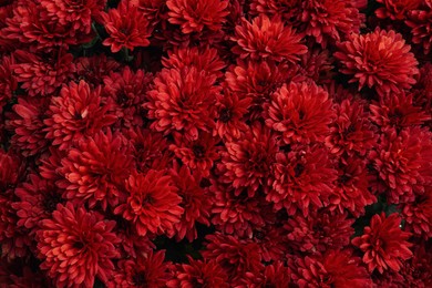 Photo of Top view of beautiful red Chrysanthemum flowers