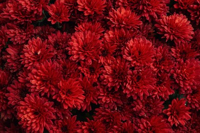 Top view of beautiful red Chrysanthemum flowers