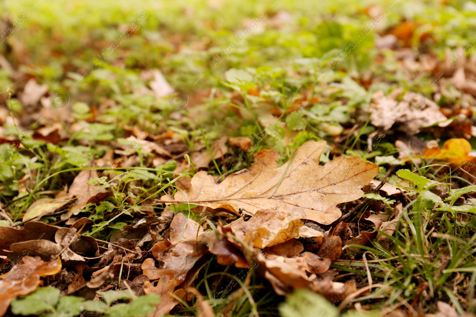 Photo of Fallen autumn leaves on green grass outdoors