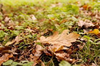 Photo of Fallen autumn leaves on green grass outdoors