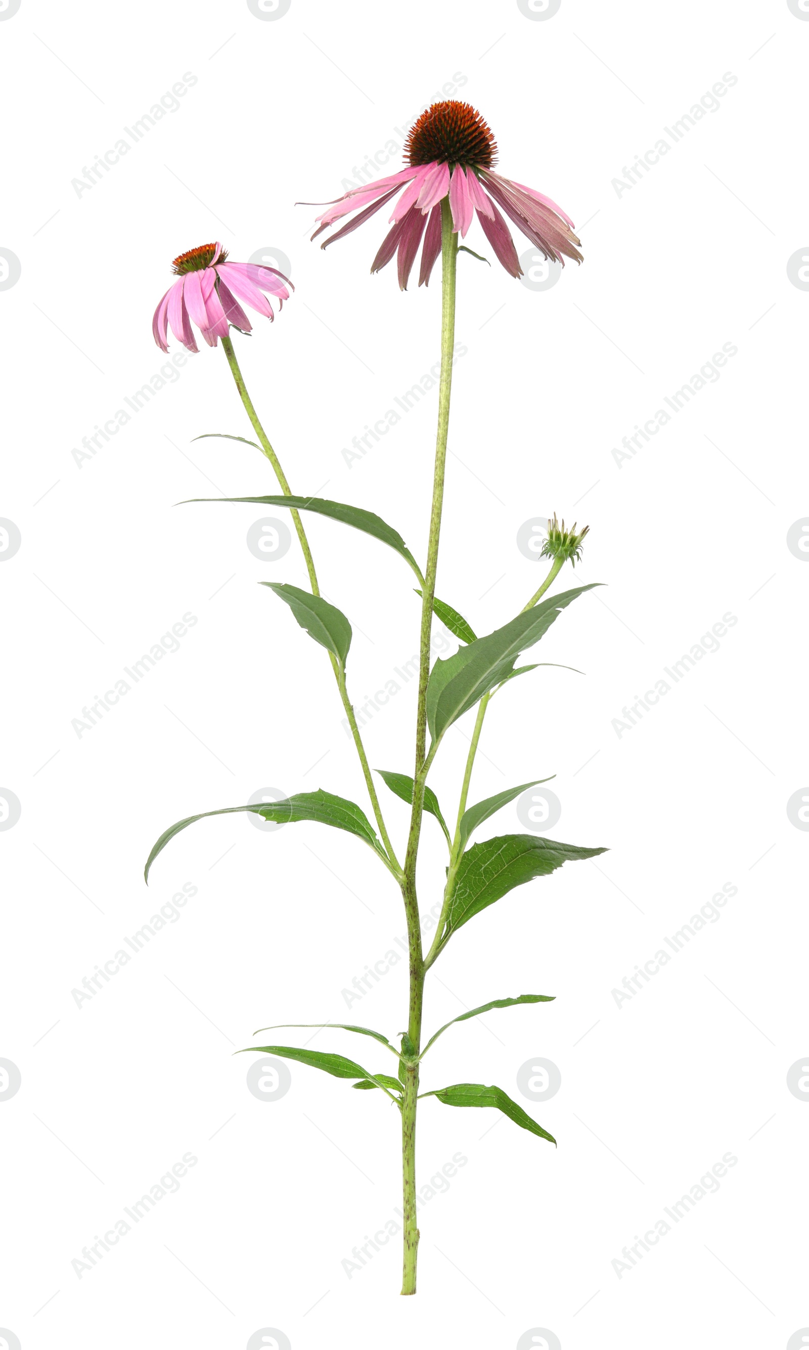 Photo of Beautiful blooming echinacea plant on white background