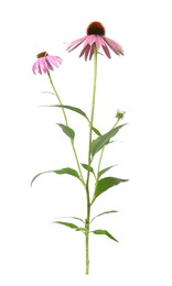 Beautiful blooming echinacea plant on white background