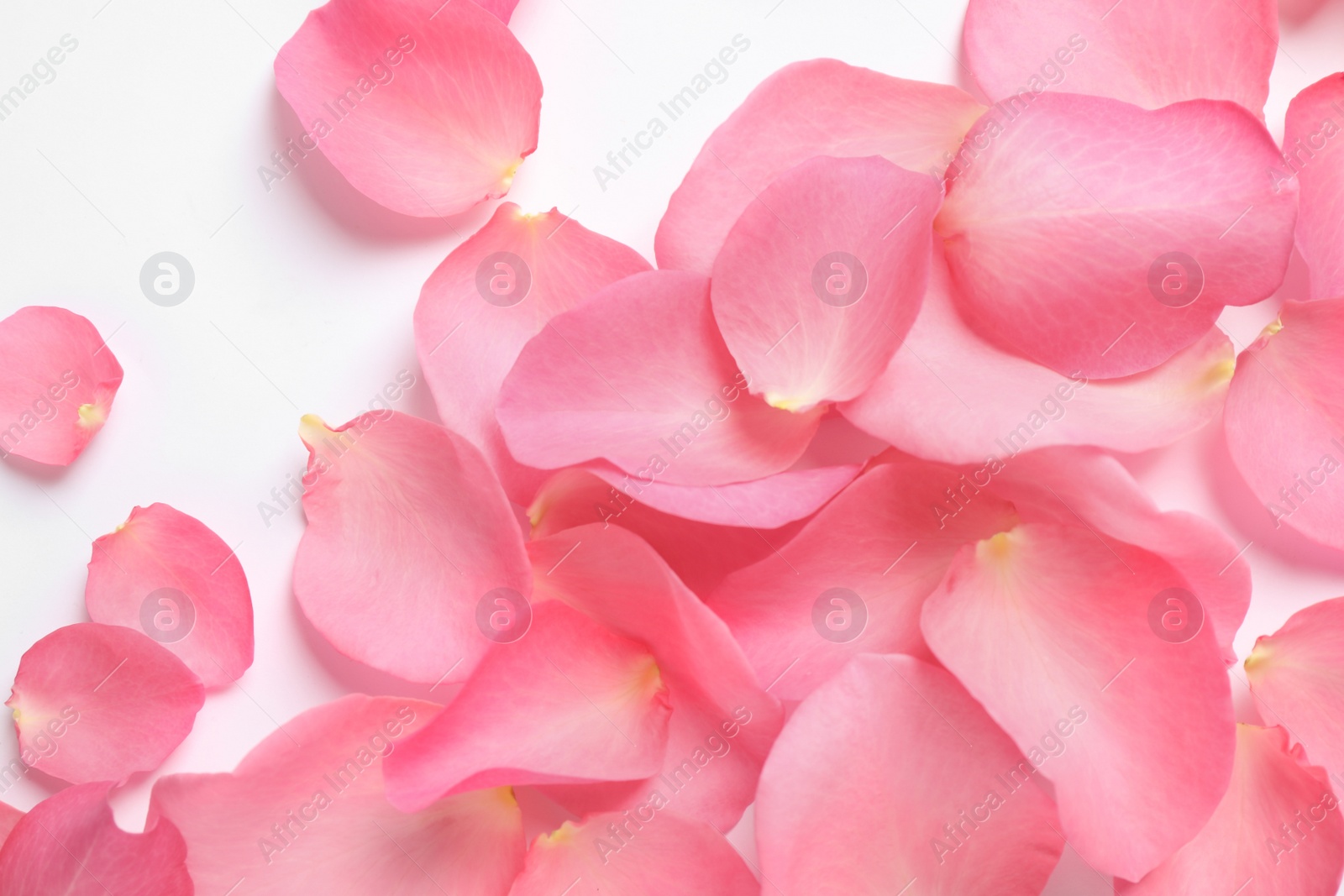 Photo of Fresh pink rose petals on white background, top view