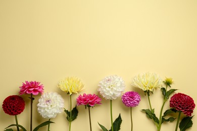 Photo of Beautiful dahlia flowers on pale yellow background, flat lay. Space for text