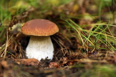 Fresh wild mushroom growing in forest, closeup. Space for text