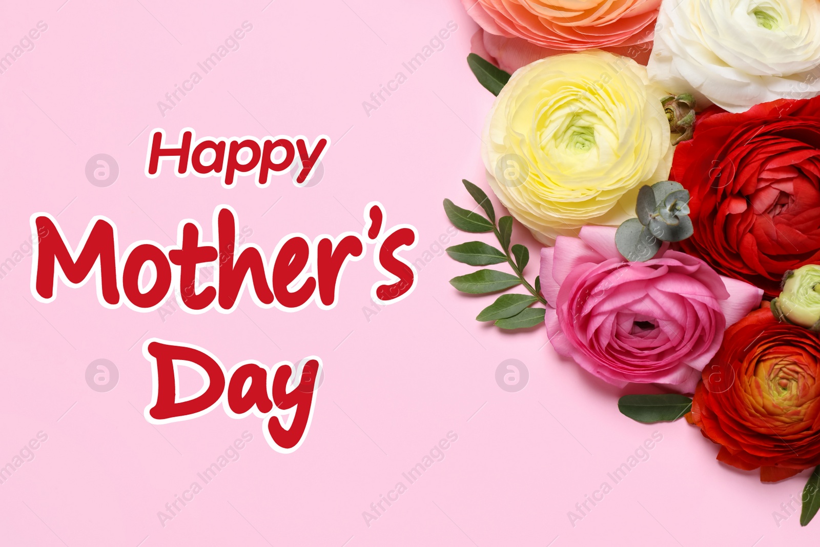 Image of Happy Mother's Day. Beautiful ranunculus flowers on pink background, flat lay