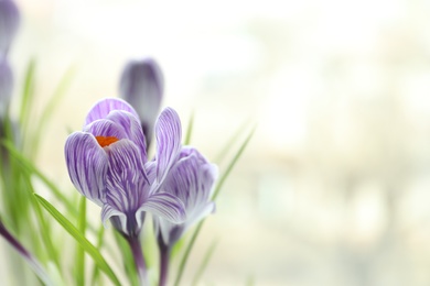 Beautiful spring crocus flowers on blurred background, space for text