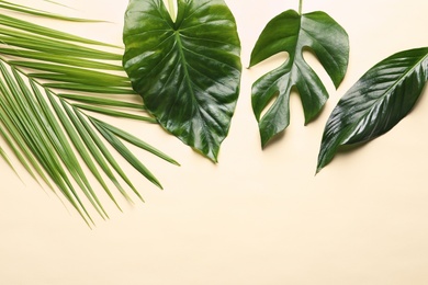 Photo of Different tropical leaves on color background, top view