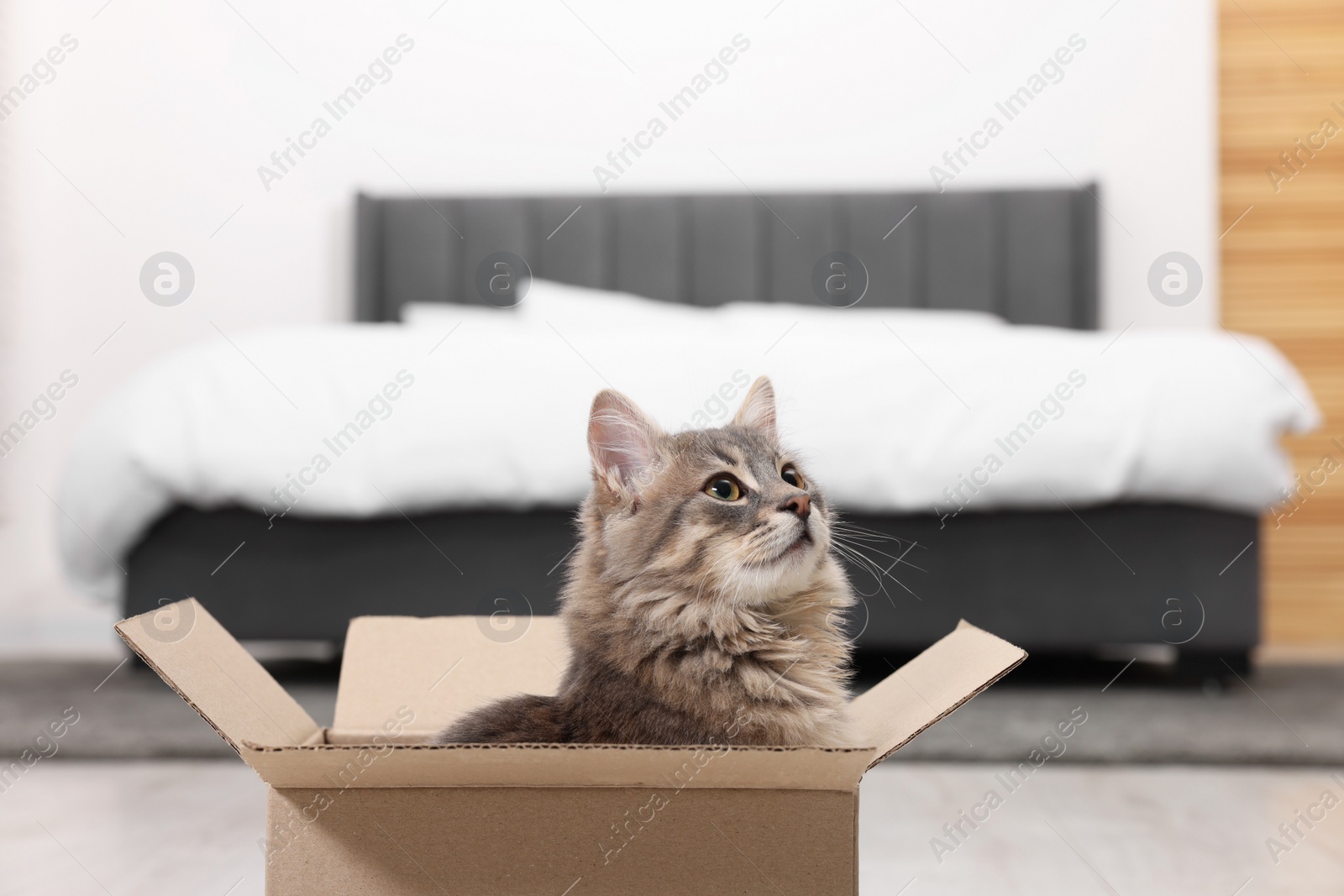 Photo of Cute fluffy cat in cardboard box at home. Space for text