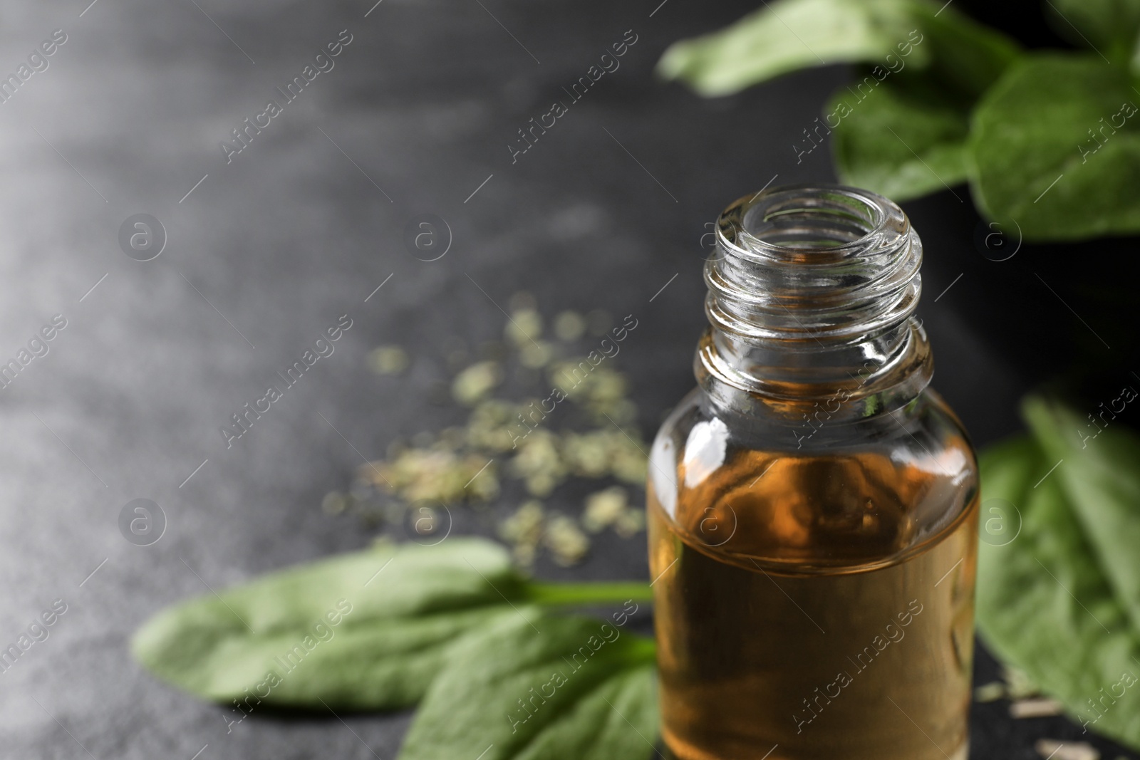 Photo of Essential oil of broadleaf plantain on black table, closeup. Space for text