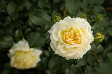 Closeup view of beautiful blooming rose bush outdoors