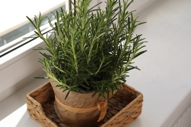 Photo of Aromatic green rosemary in pot on windowsill