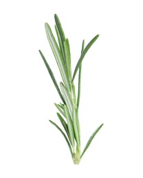 Photo of Sprig of fresh rosemary isolated on white