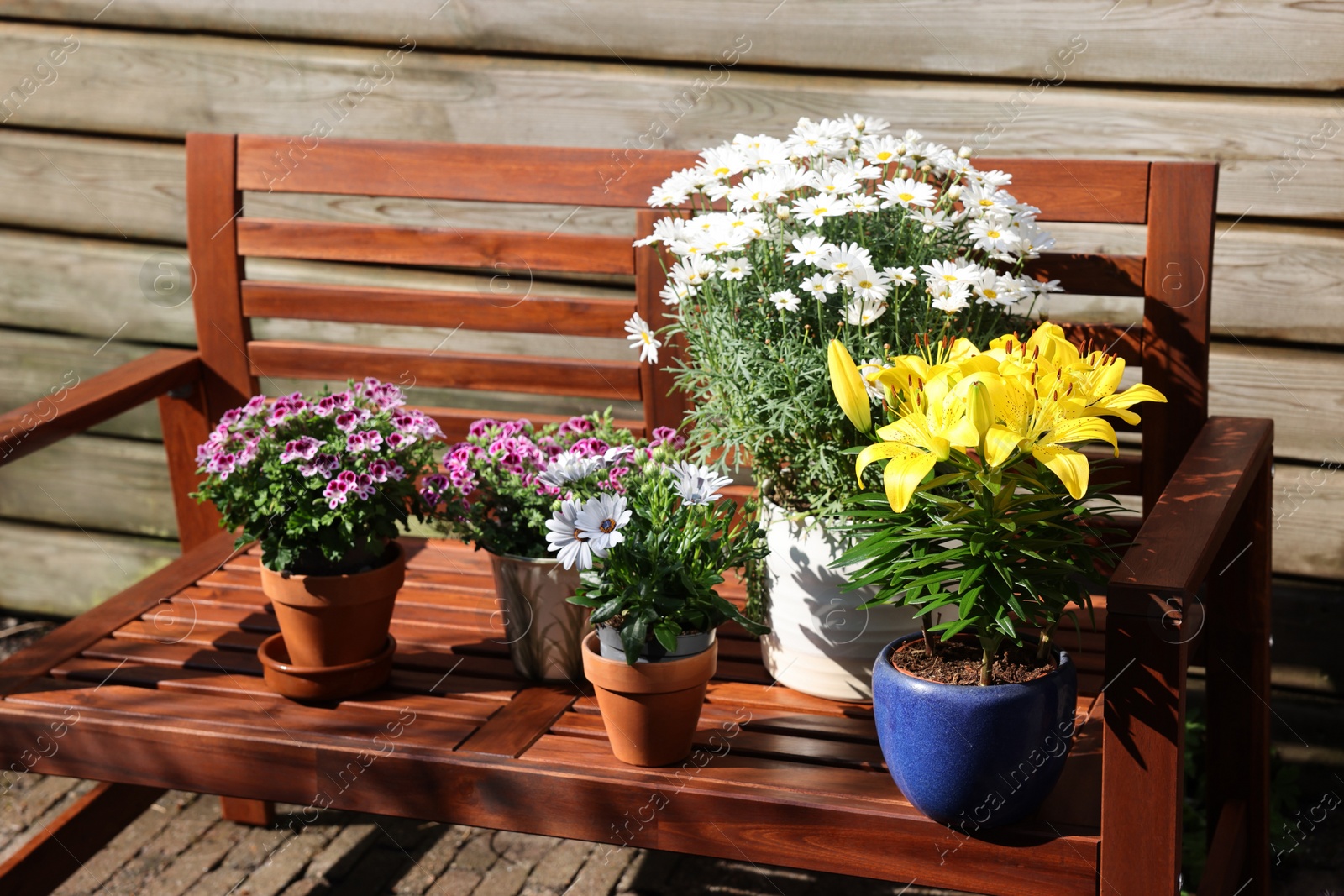 Photo of Many different beautiful blooming plants in flowerpots on wooden bench outdoors