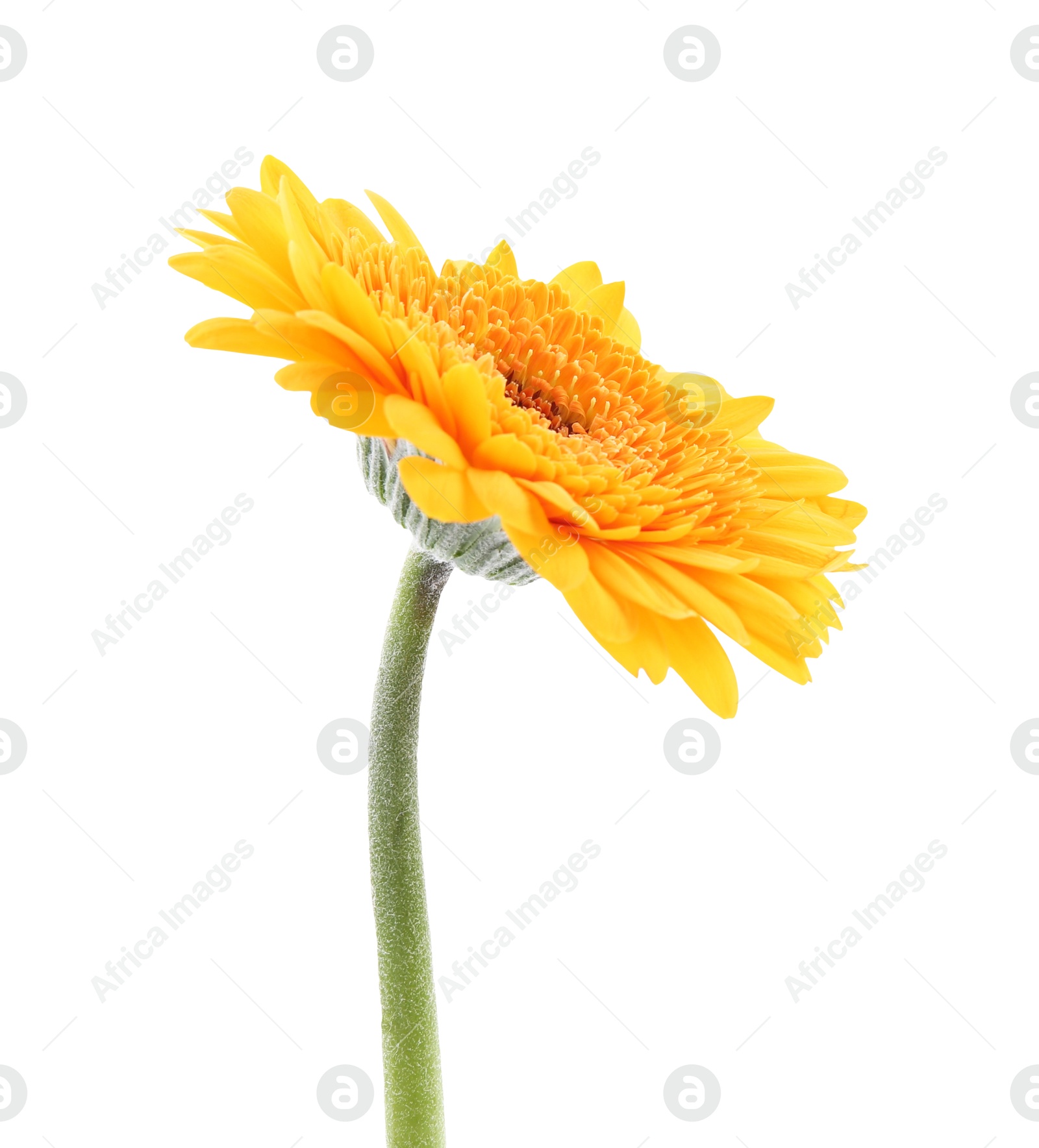 Photo of Beautiful orange gerbera flower isolated on white