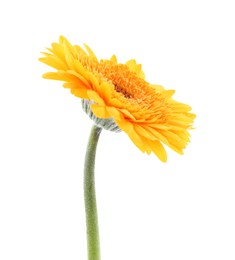 Beautiful orange gerbera flower isolated on white