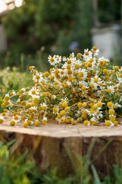 Photo of Beautiful bouquet of chamomiles on stump outdoors, closeup