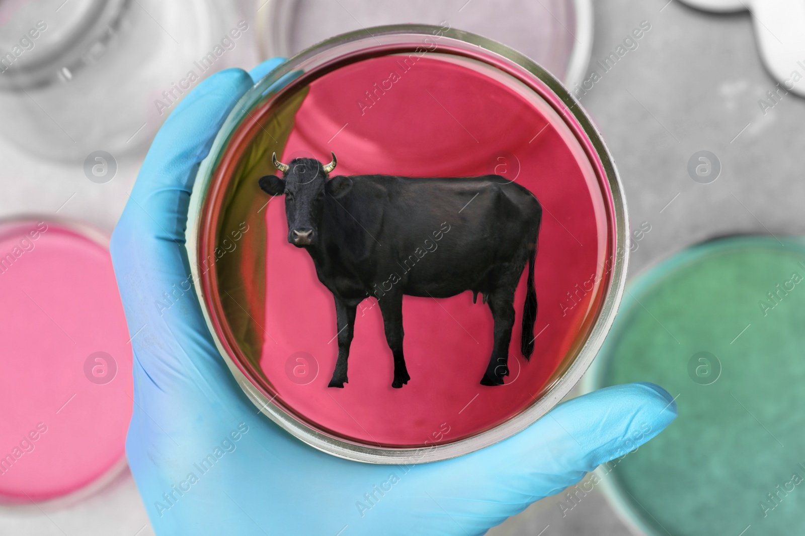 Image of Scientist holding Petri dish with small cow over table, top view. Cultured meat concept 