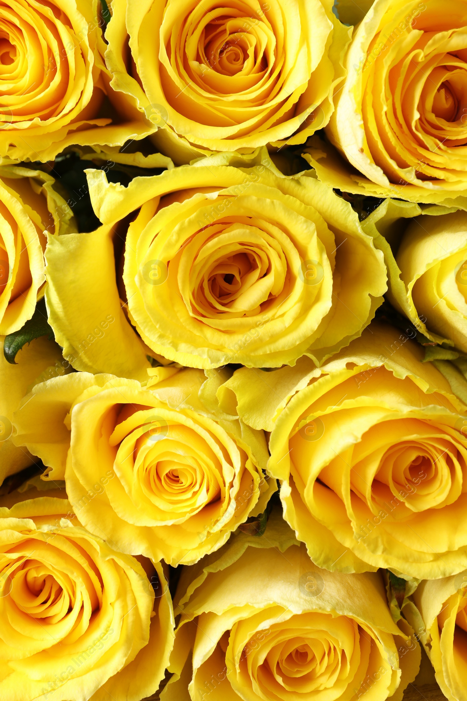 Photo of Beautiful bouquet of yellow roses as background, top view