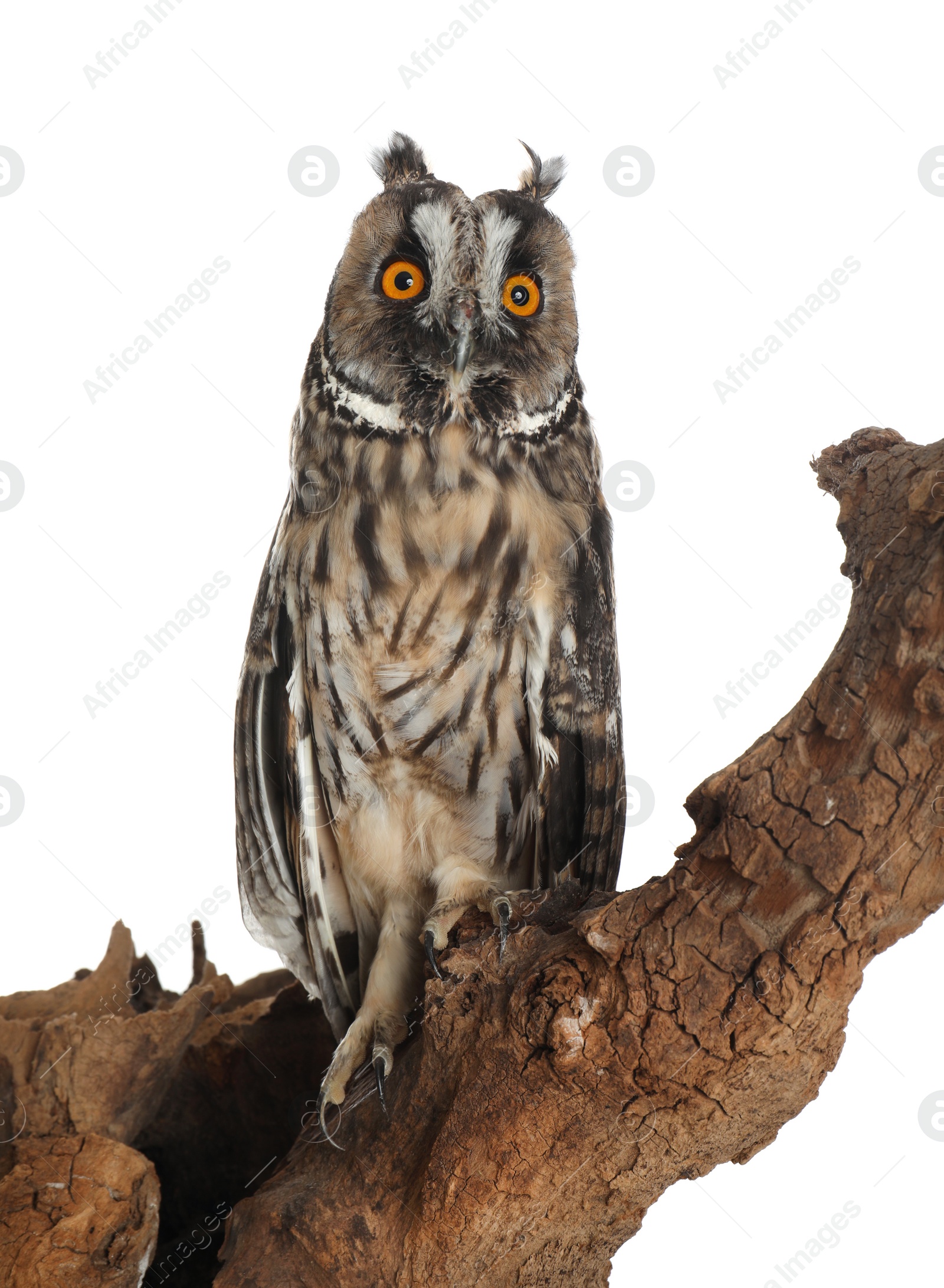 Photo of Beautiful eagle owl on tree against white background. Predatory bird