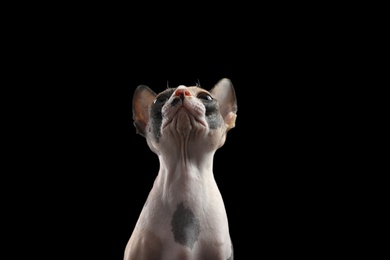 Photo of Cute sphynx cat on black background. Friendly pet
