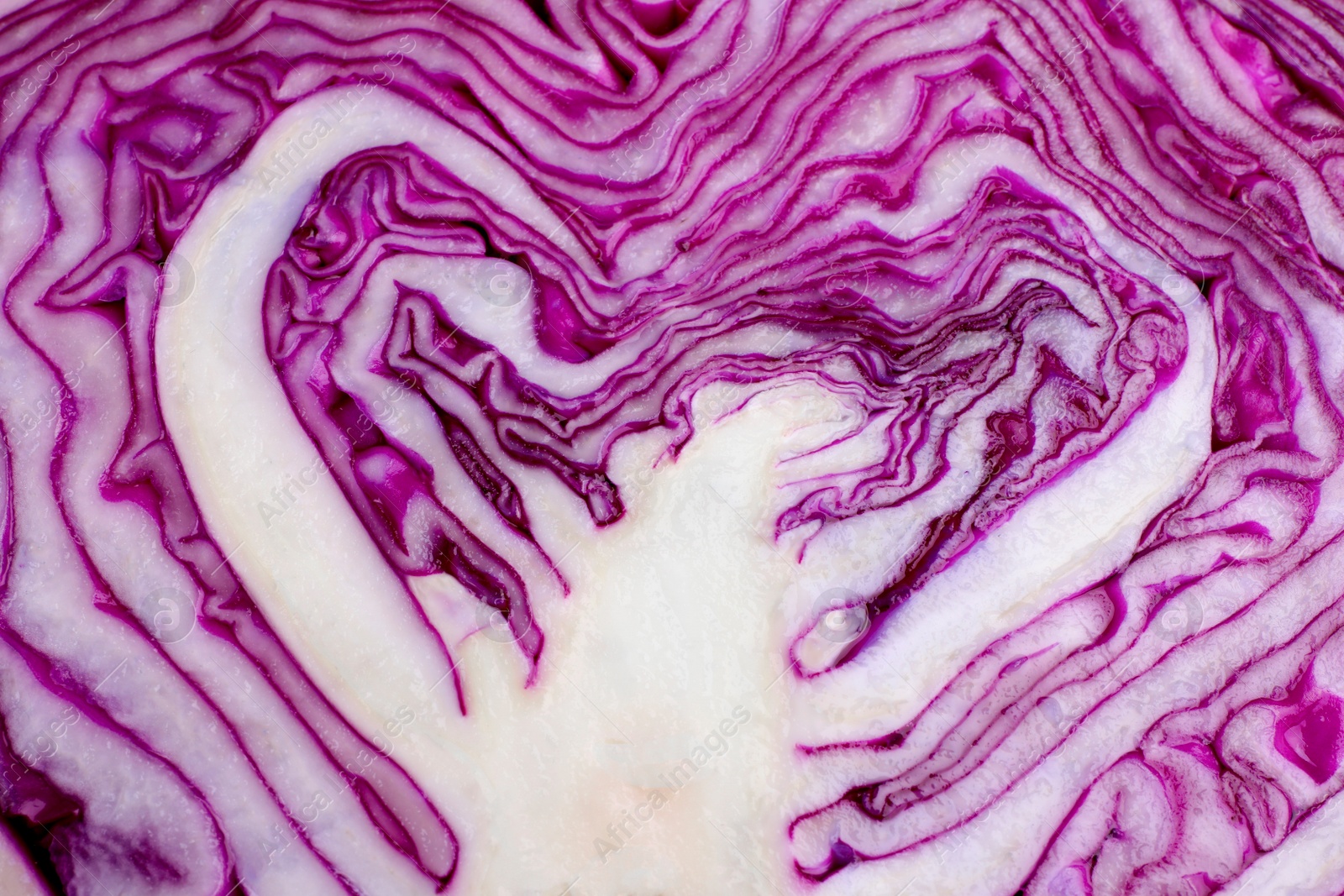 Photo of Fresh ripe red cabbage as background, closeup