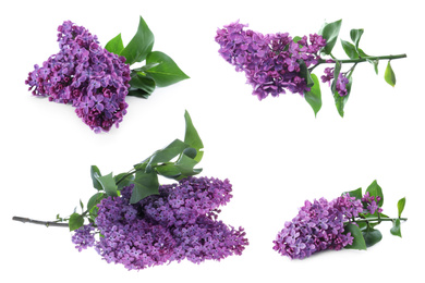 Image of Set of fragrant lilac flowers on white background