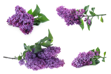 Set of fragrant lilac flowers on white background