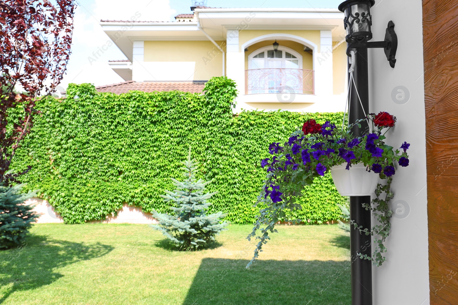 Photo of Beautiful potted flowers on wall near green garden