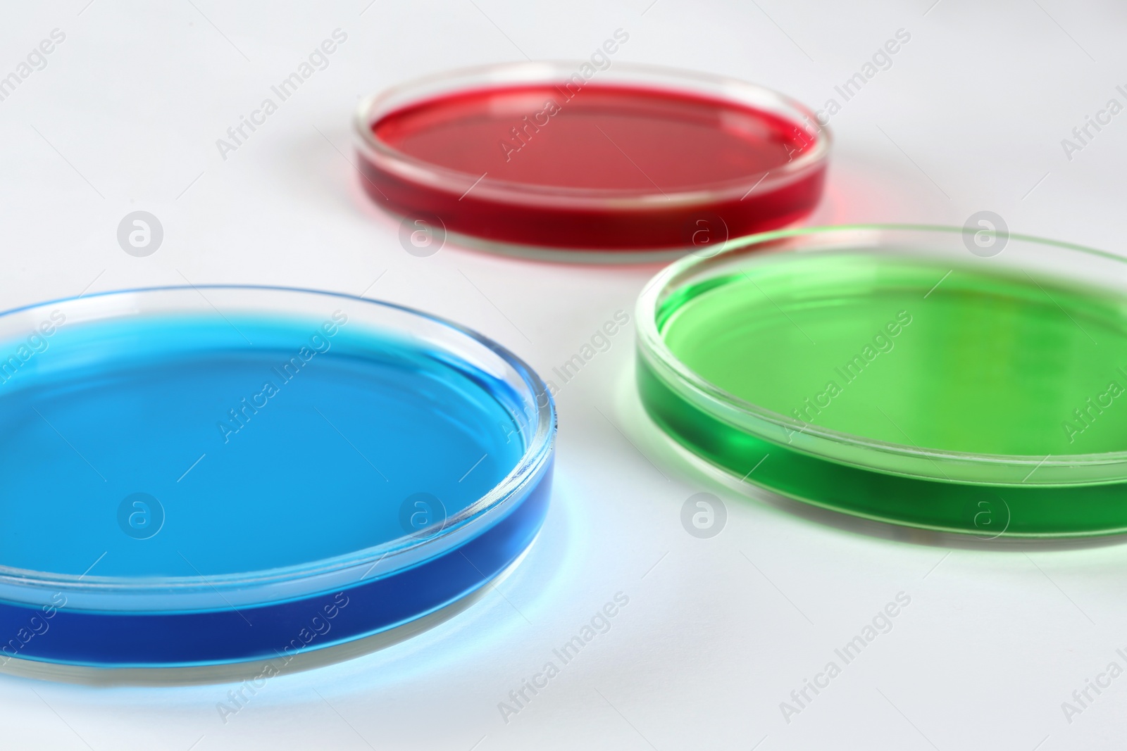 Photo of Petri dishes with colorful liquids on white background, closeup